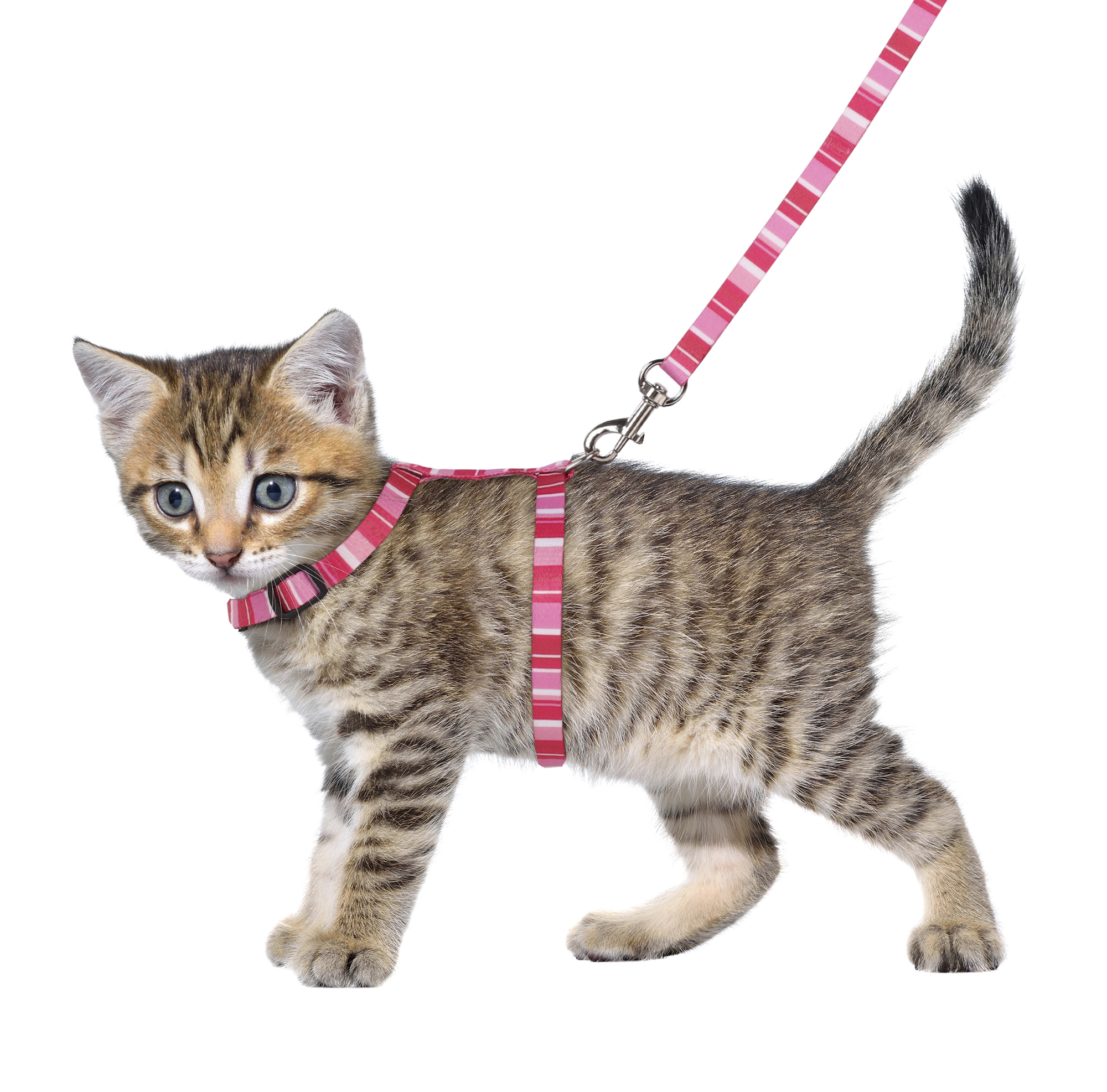 Flamingo Harness with leash Kitten Alfry Multiple colours