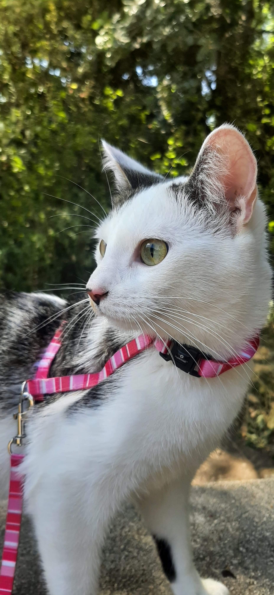 Flamingo Harness with leash Kitten Alfry Multiple colours