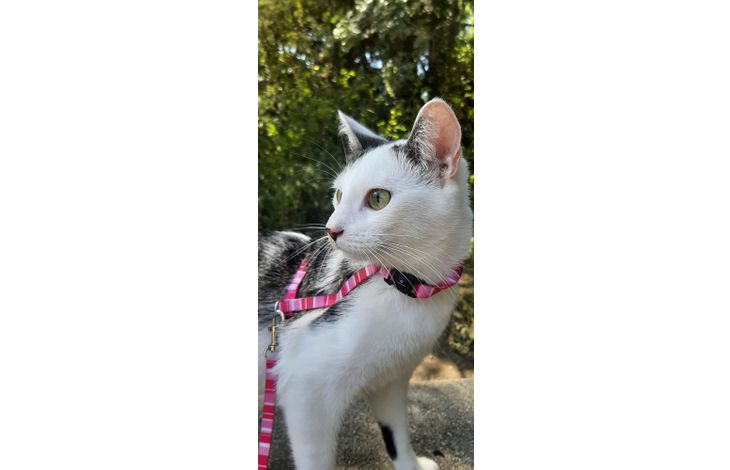 Flamingo  Harness with leash Kitten  Alfry Multiple colours
