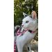  Harness with leash Kitten  Alfry Multiple colours
