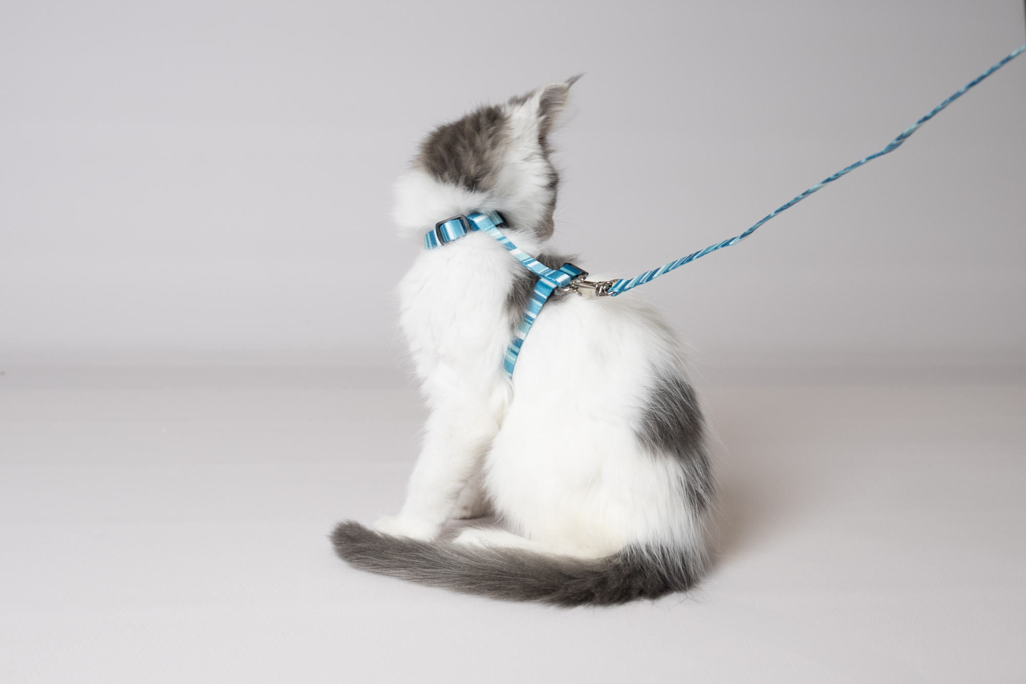 Kitten leash hotsell