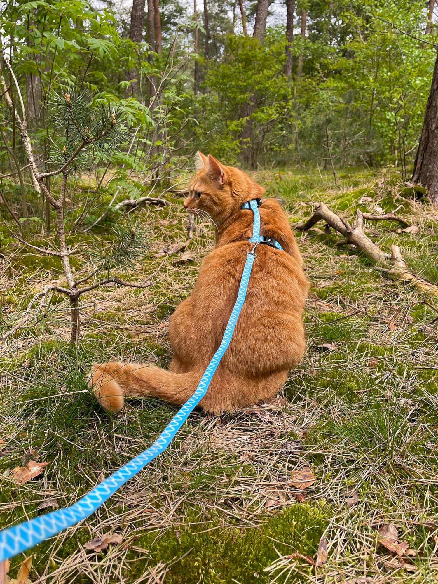 Flamingo Harness with leash Amsi Multiple colours