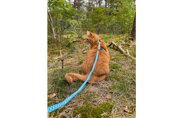 Flamingo Harness with leash Amsi Multiple colours