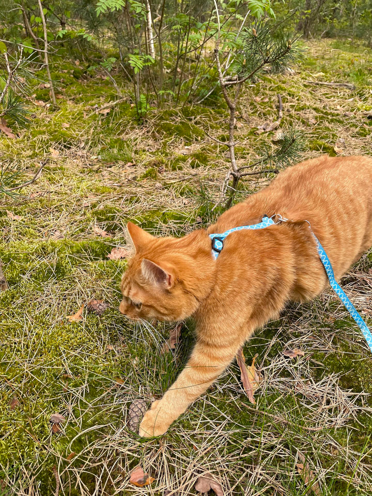 Flamingo Harness with leash Amsi Multiple colours