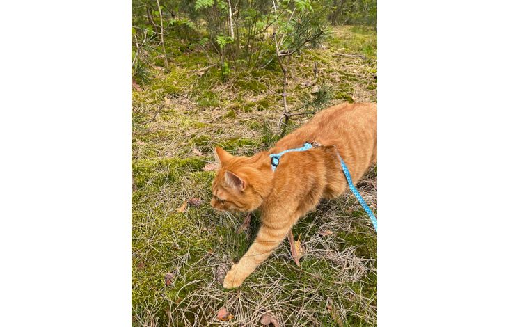 Flamingo Harness with leash Amsi Multiple colours