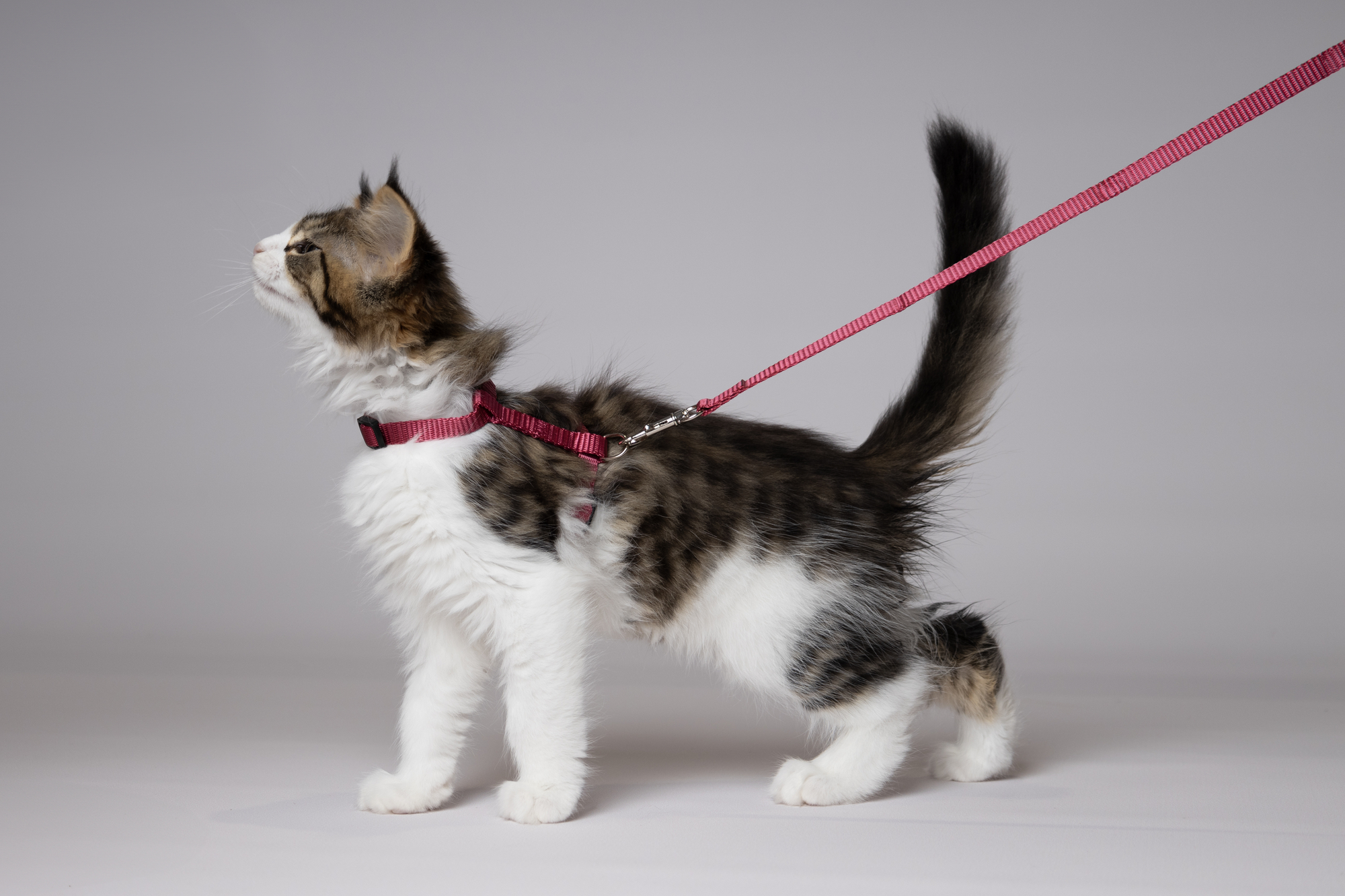 Flamingo Arnés con correa Gatito Ziggi Rojo cereza