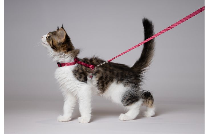 Flamingo Arnés con correa Gatito Ziggi Rojo cereza