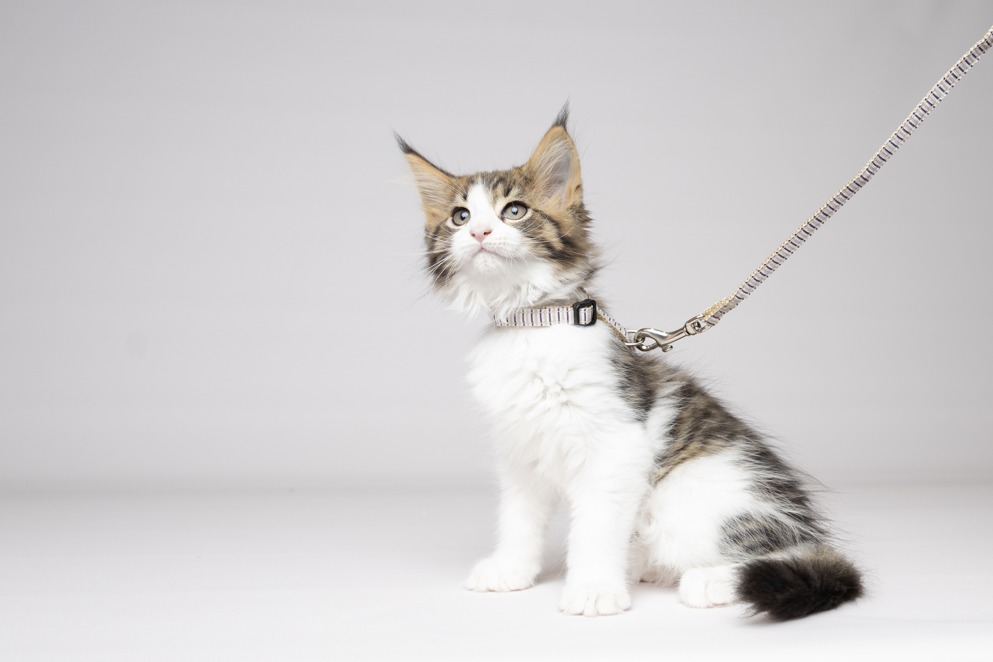 Flamingo Harness with leash Kitten Serwan Multiple colours