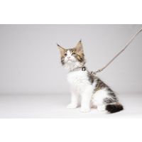 Flamingo Harness with leash Kitten Serwan Multiple colours