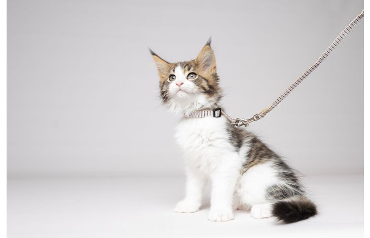 Flamingo Harness with leash Kitten Serwan Multiple colours