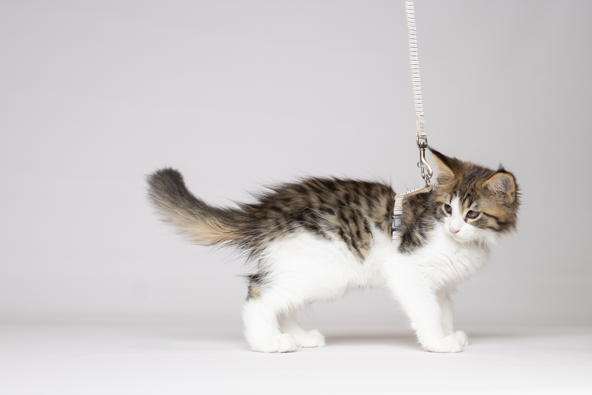 Flamingo Harness with leash Kitten Serwan Multiple colours