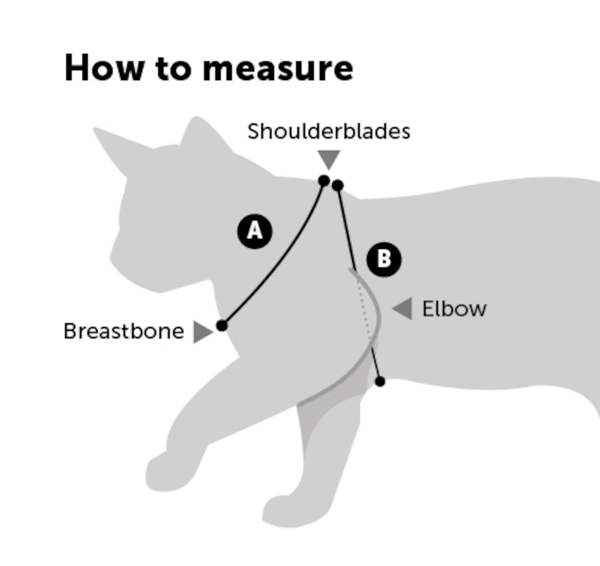 Flamingo Harness with leash Kitten Serwan Multiple colours