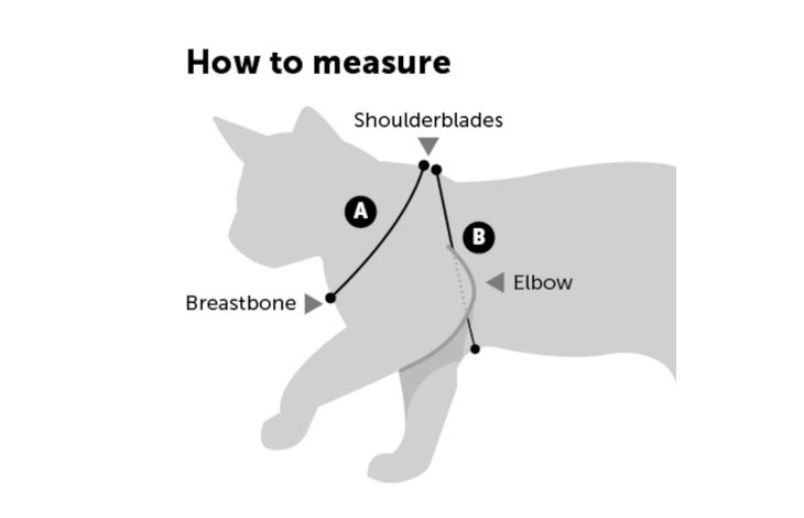 Flamingo Harness with leash Kitten Serwan Multiple colours