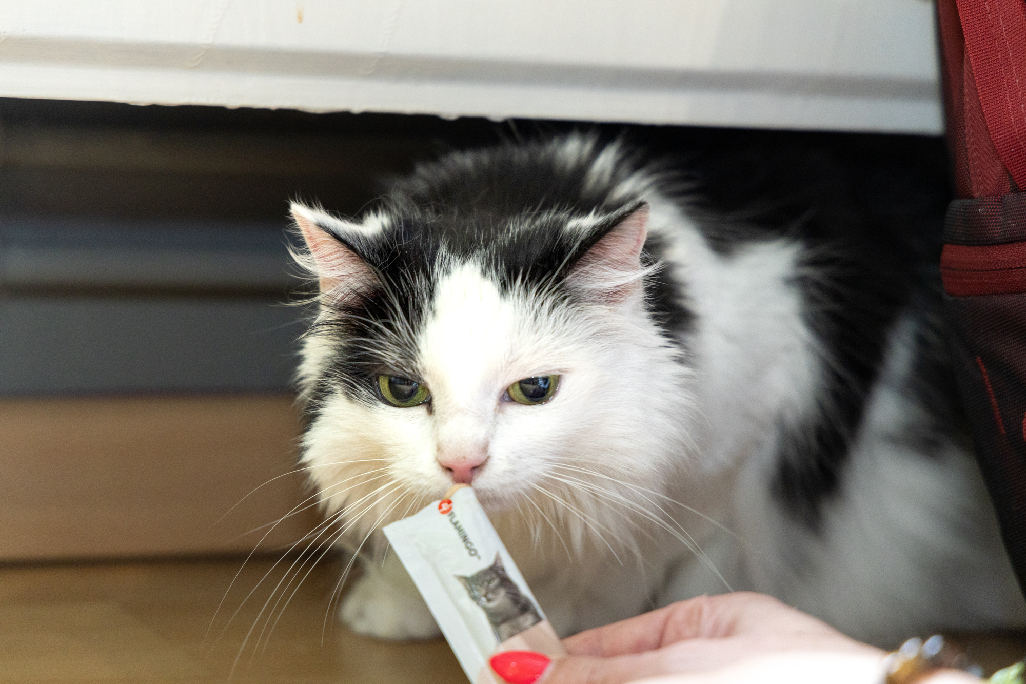 Flamingo Snacks Deli Yumm Paste with chicken 