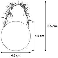 Flamingo Toy Holly Ball Multiple colours
