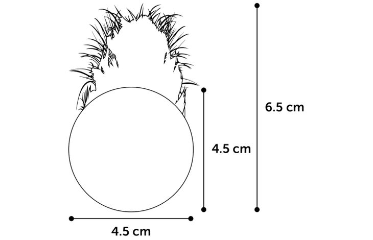 Flamingo Toy Holly Ball Multiple colours