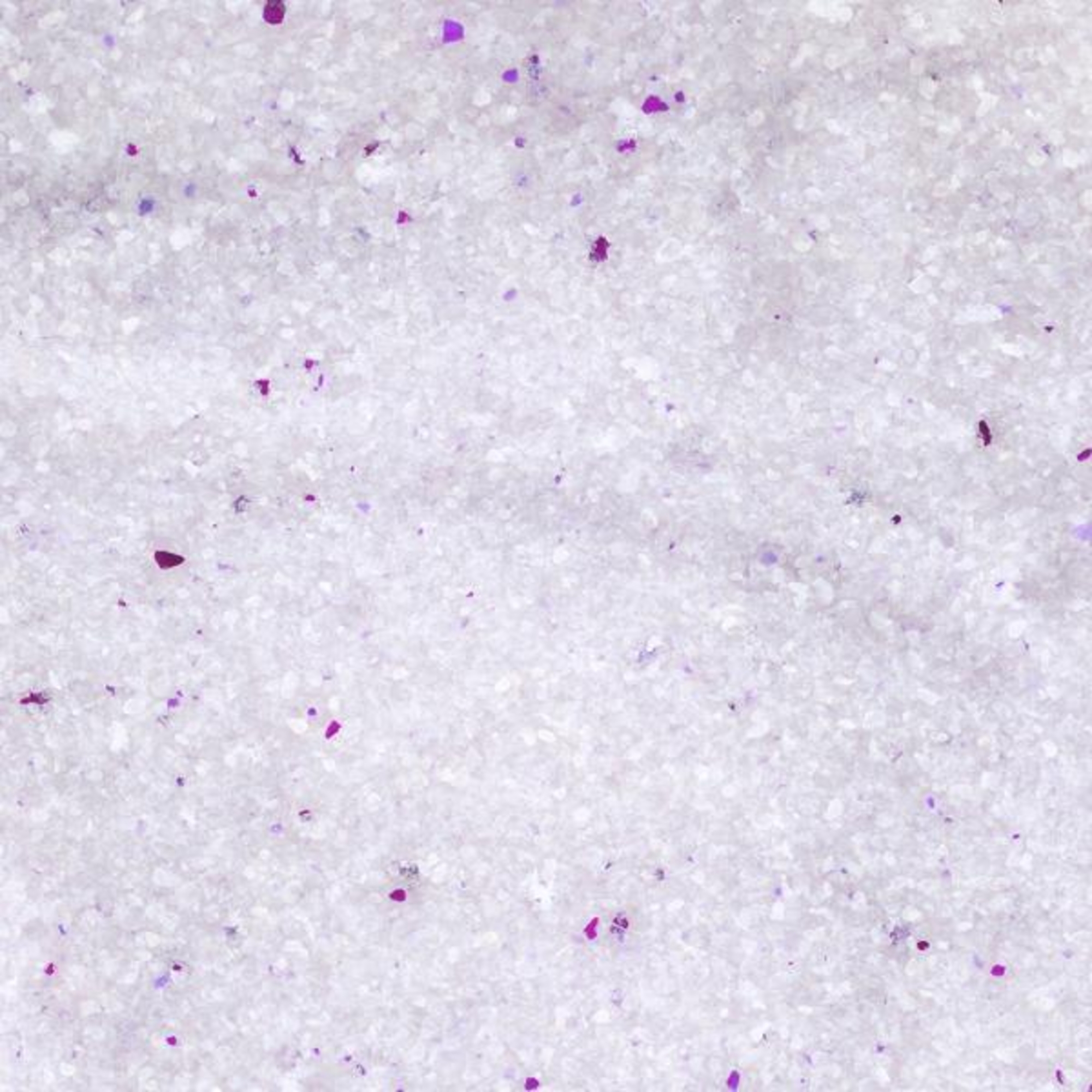 Flamingo Cat litter Silica with baby powder Fine grains Clumping