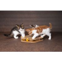 Flamingo Jouet à griffer Densi  Hexagone avec balle Brun