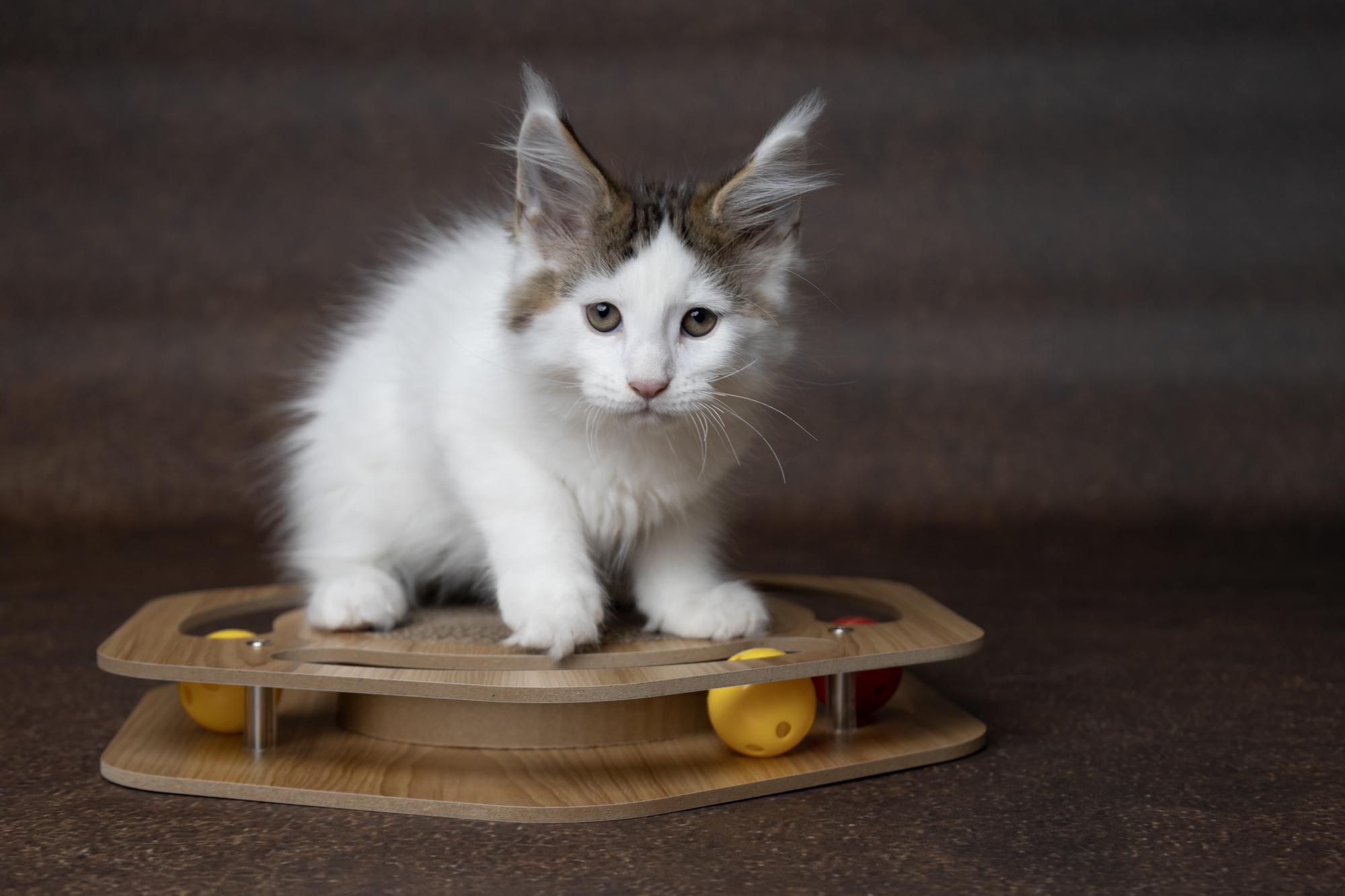 Flamingo Jouet à griffer Densi  Hexagone avec balle Brun