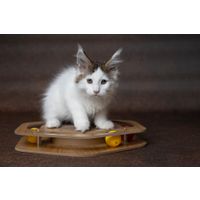 Flamingo Jouet à griffer Densi  Hexagone avec balle Brun