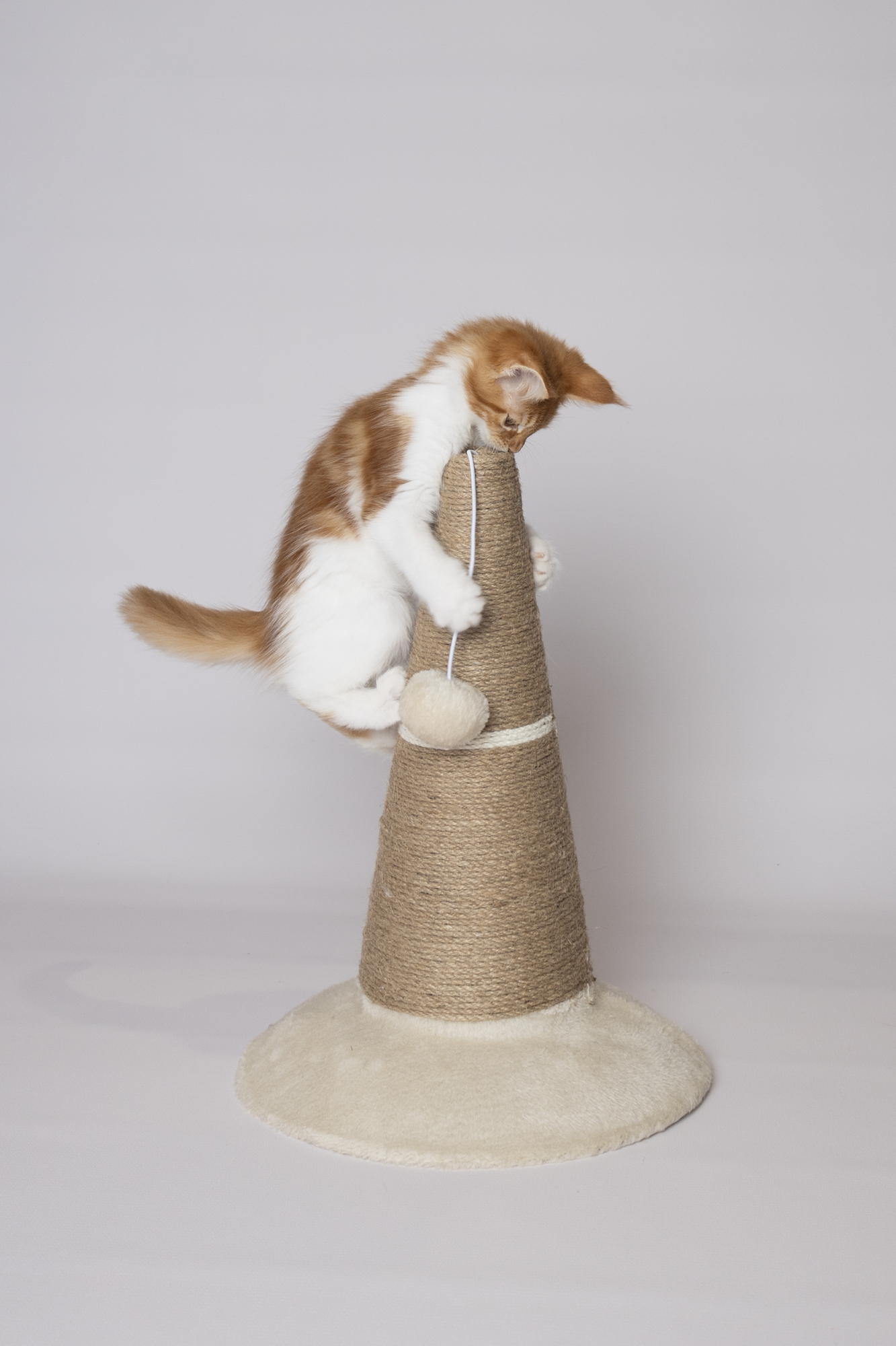 Flamingo Scratching cone Eddie Brown