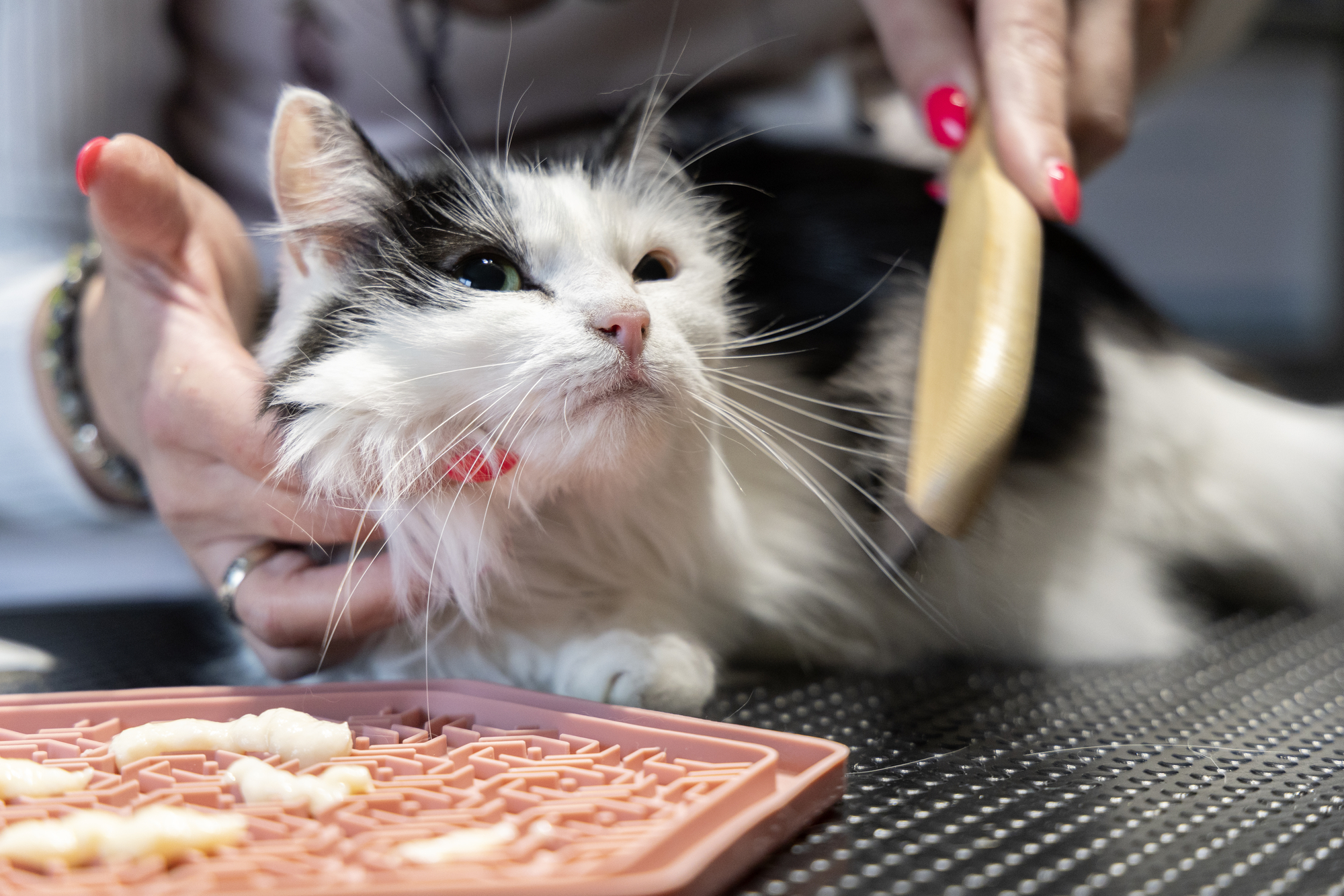 Flamingo Comb rotating Babu