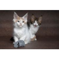 Flamingo Toy Mozza Mouse Mix