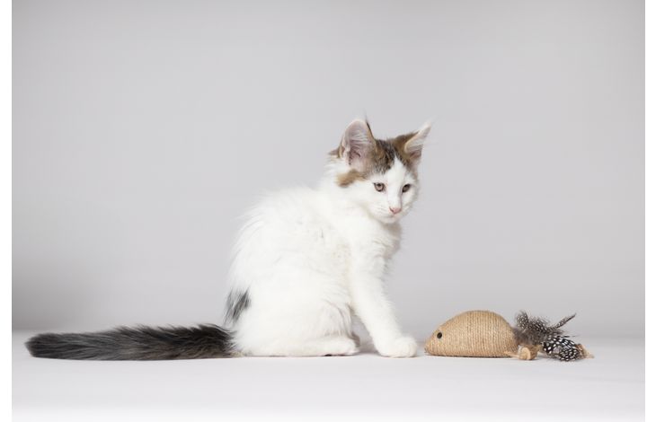 Flamingo Toy Yutsa Mouse Brown