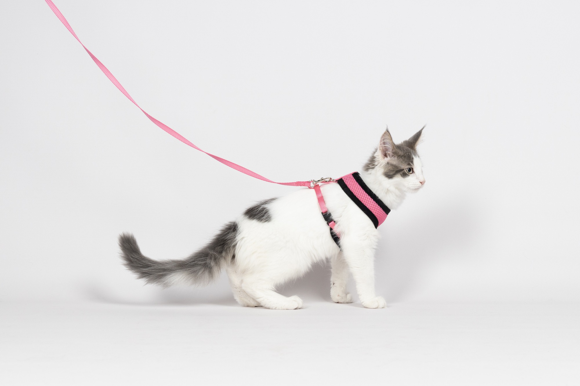 Flamingo Harness with leash Kitten Harms Pink