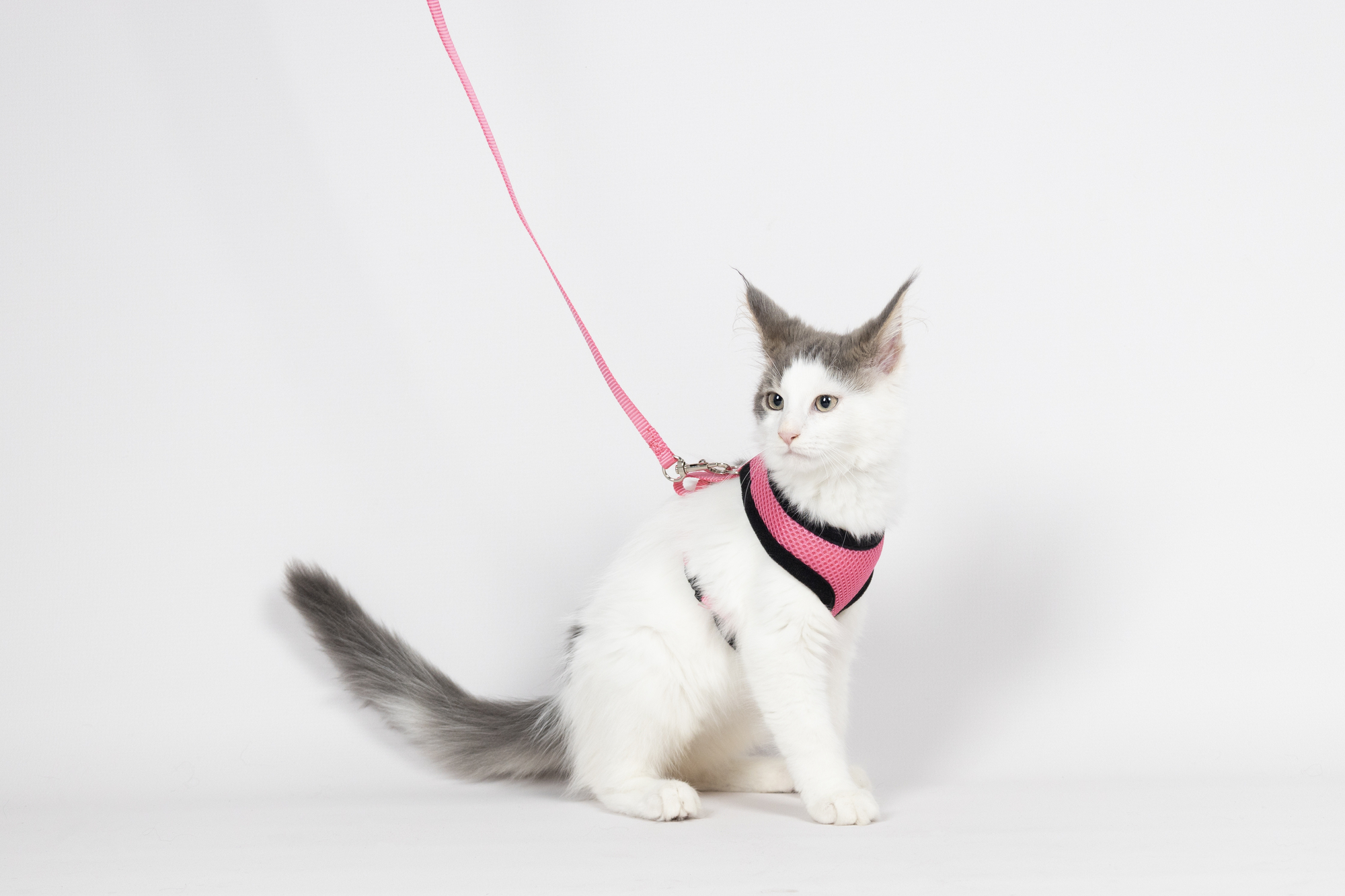 Flamingo Harness with leash Kitten Harms Pink