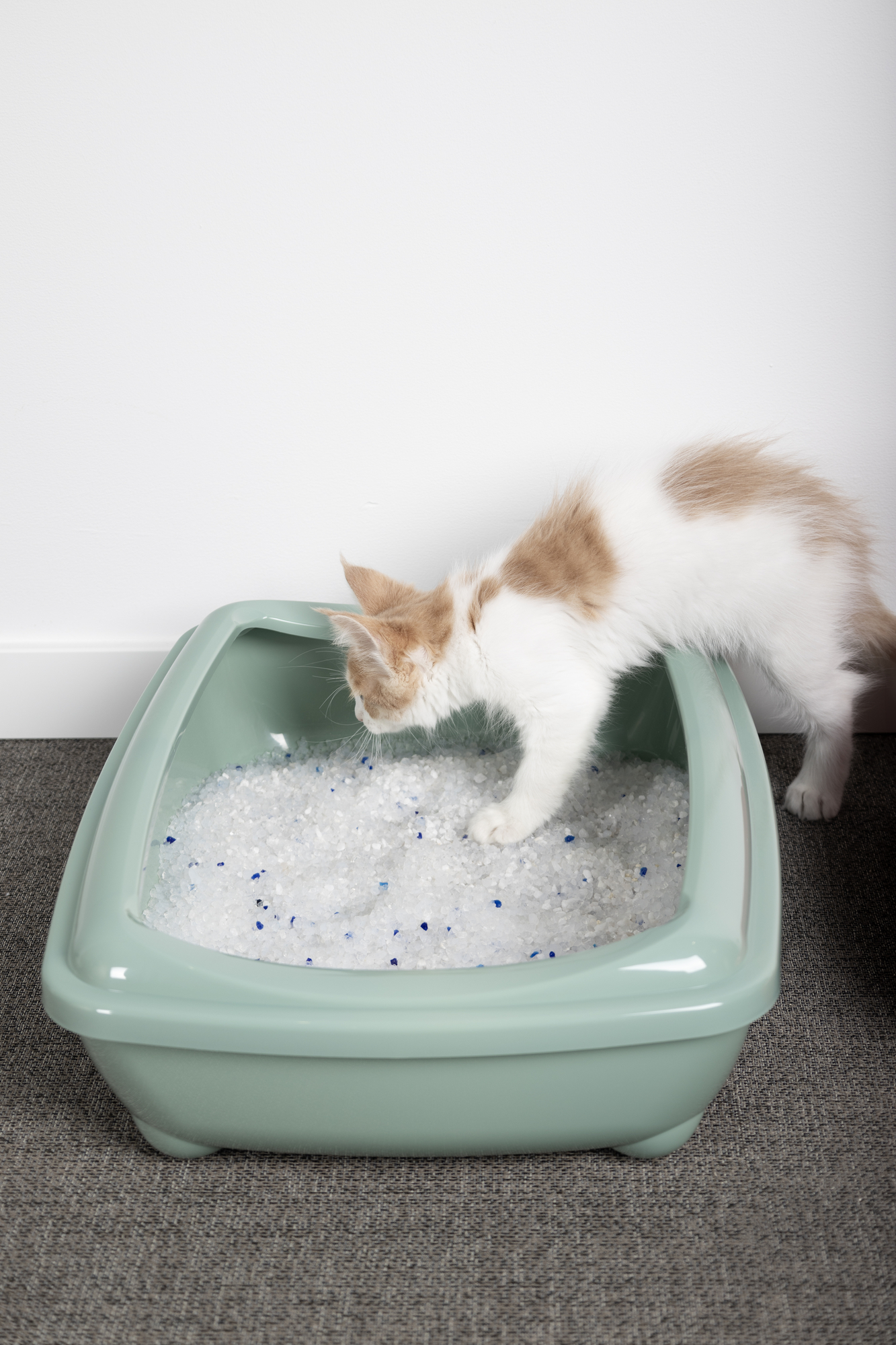 Flamingo Litter tray Palma Exoti mutiple colours
