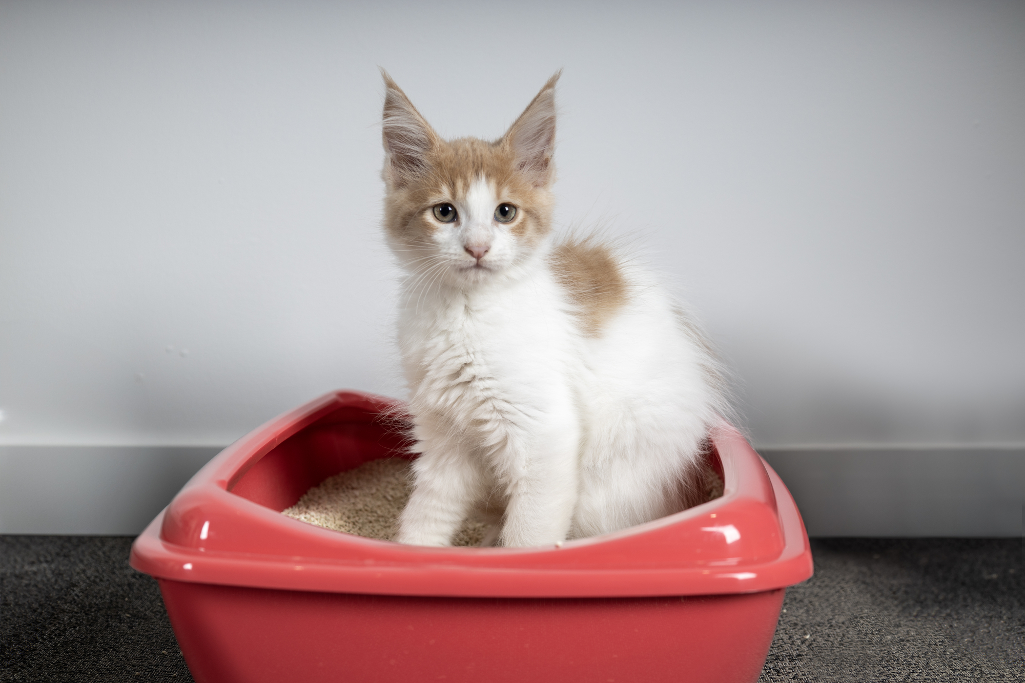 Flamingo Litter tray Palma Exoti mutiple colours