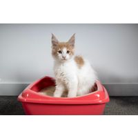 Flamingo Kattenbak Palma Exoti meerdere kleuren