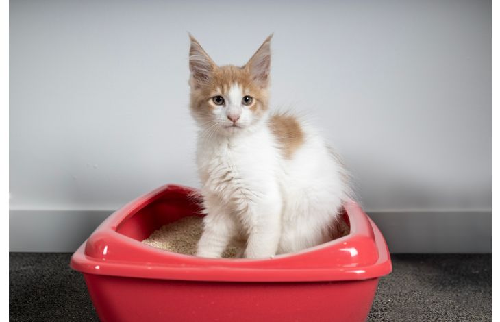 Flamingo Kattenbak Palma Exoti meerdere kleuren