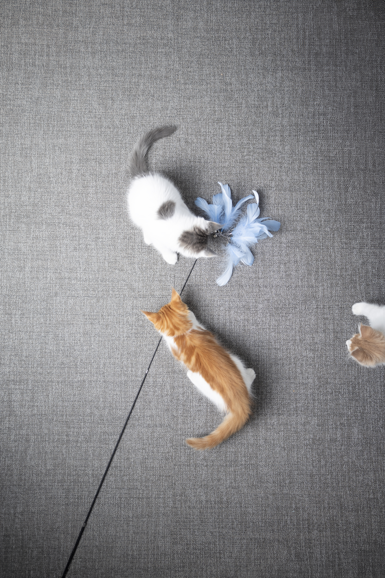 Flamingo Toy Nimmy Dangler Multiple colours