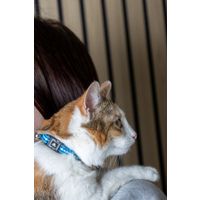Flamingo Collar Jinxy Light blue