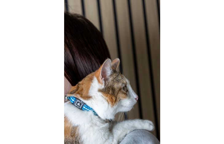 Flamingo Collar Jinxy Light blue