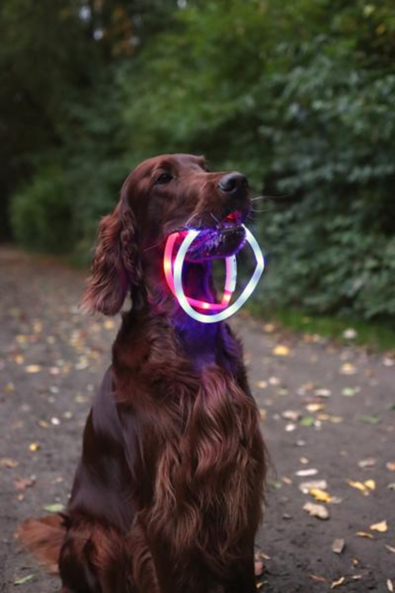 Flamingo Collar Nera Visio Azul