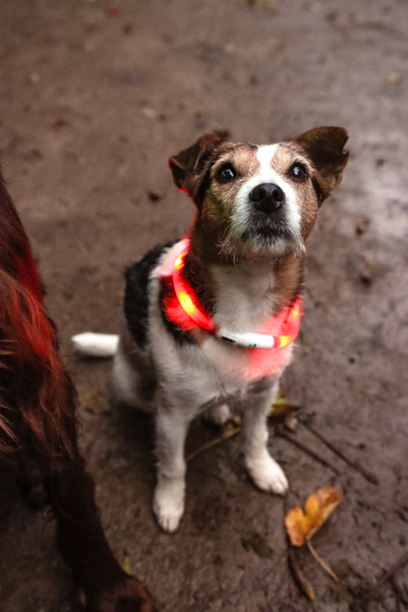 Flamingo Collar Nera Visio Red
