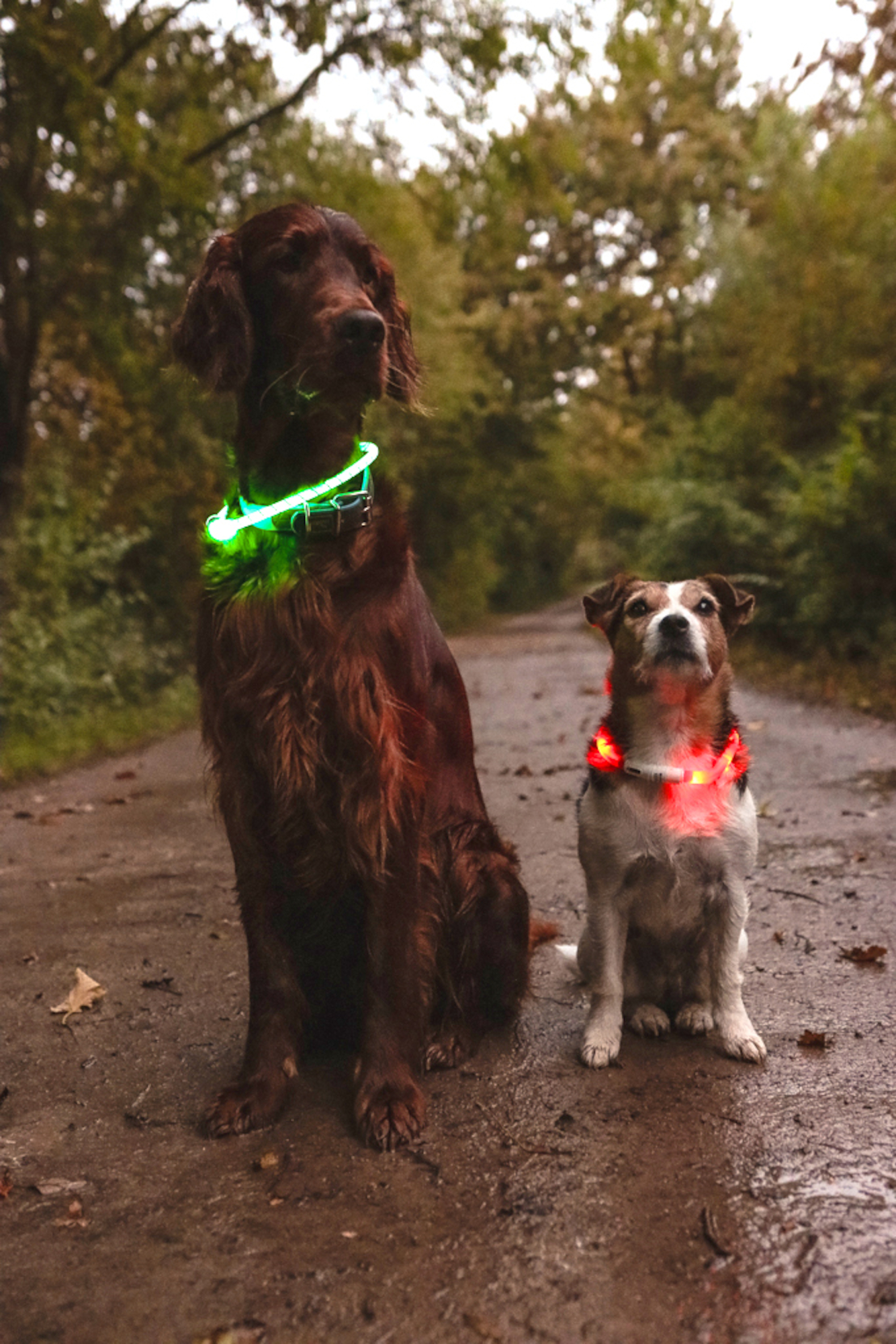 Flamingo Collar Nera Visio Red