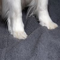 Flamingo Car seat cover Paco Back seat Black & Grey