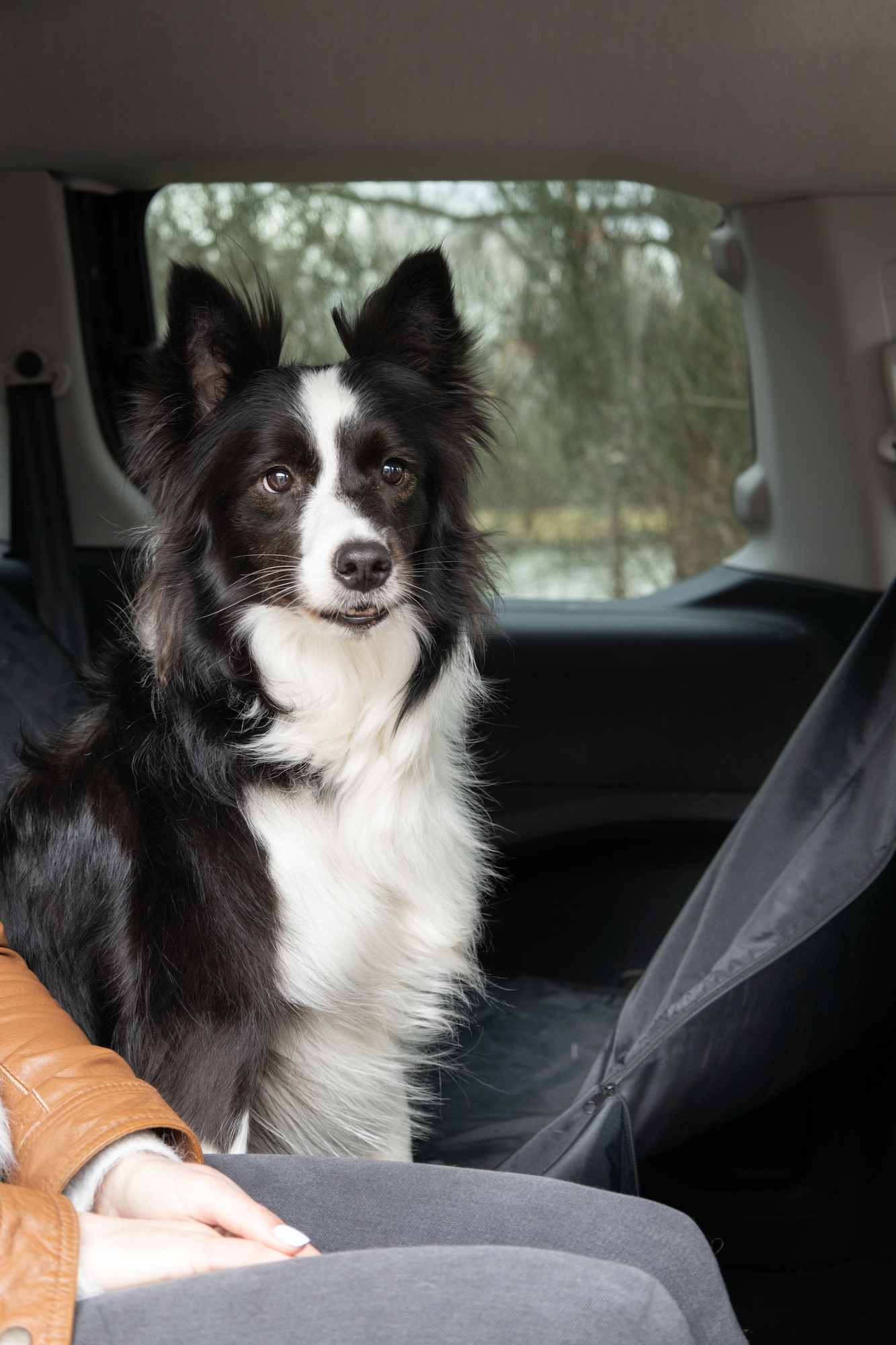 Flamingo Car seat cover Jort Back seat Black