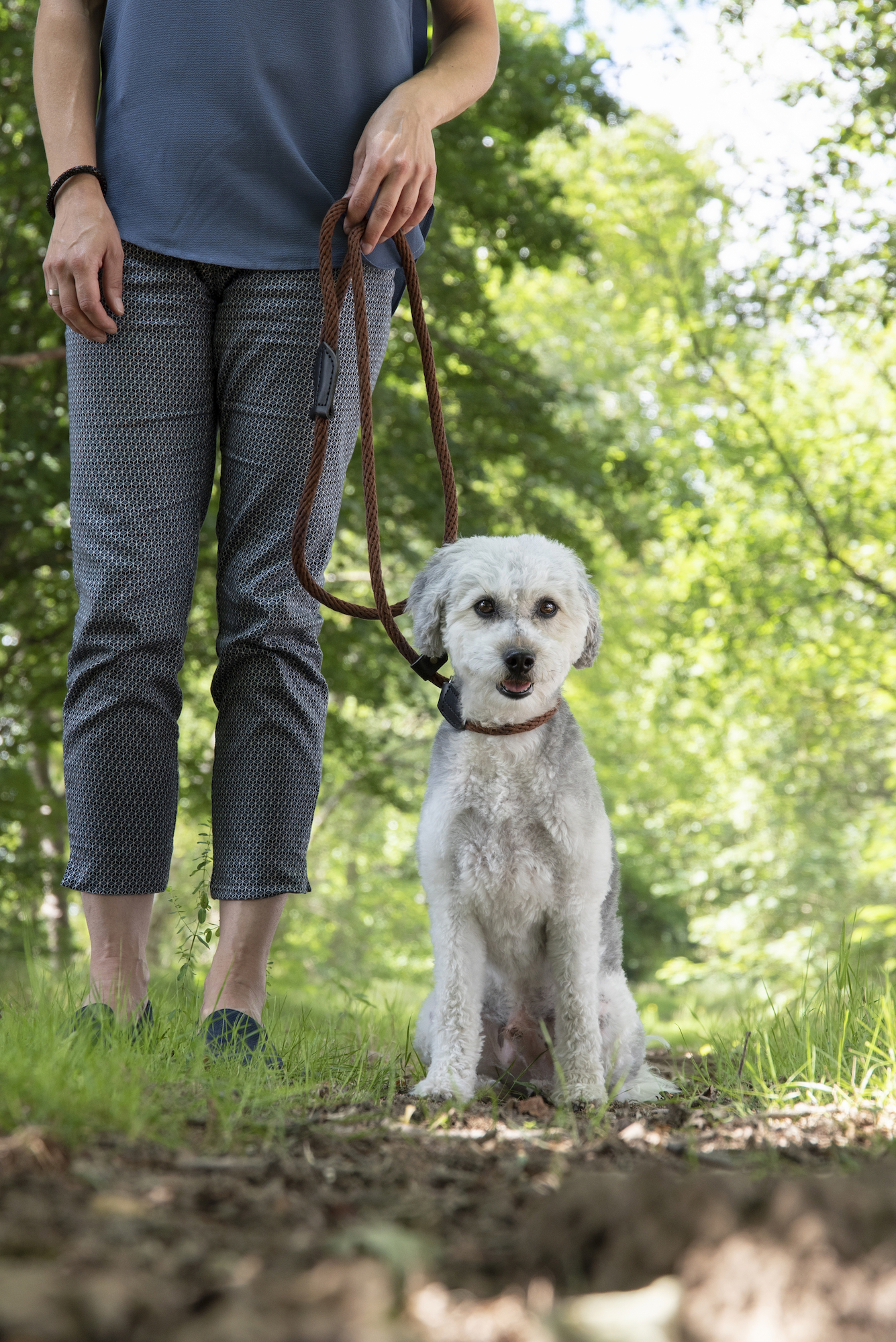 Flamingo Guinzaglio anti-tiro Ranger Marrone scuro