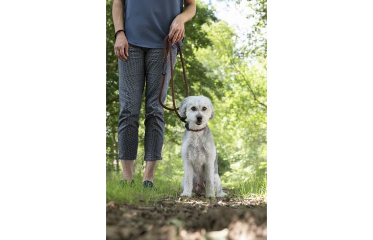 Flamingo Guinzaglio anti-tiro Ranger Marrone scuro