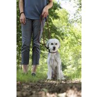 Flamingo Guinzaglio anti-tiro Ranger Marrone scuro