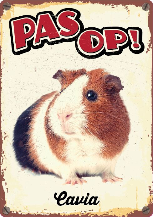 Plenty Gifts Bord Blik Cavia (v)