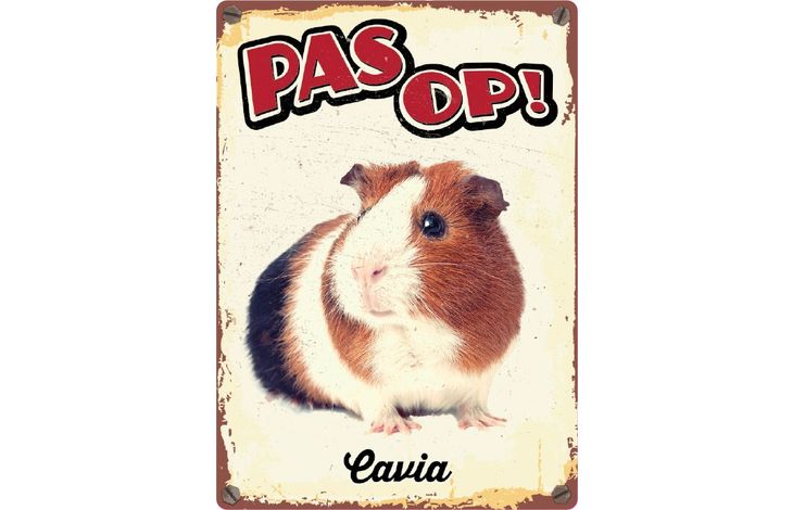 Plenty Gifts Bord Blik Cavia (v)
