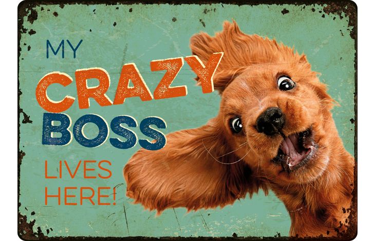 Plenty Gifts Sign Metal Crazy Boss (h)