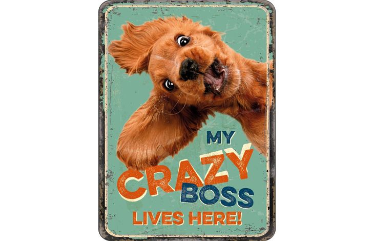 Plenty Gifts Magnet Crazy Boss