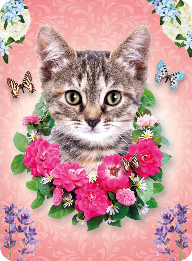 Plenty Gifts Magnet Cat